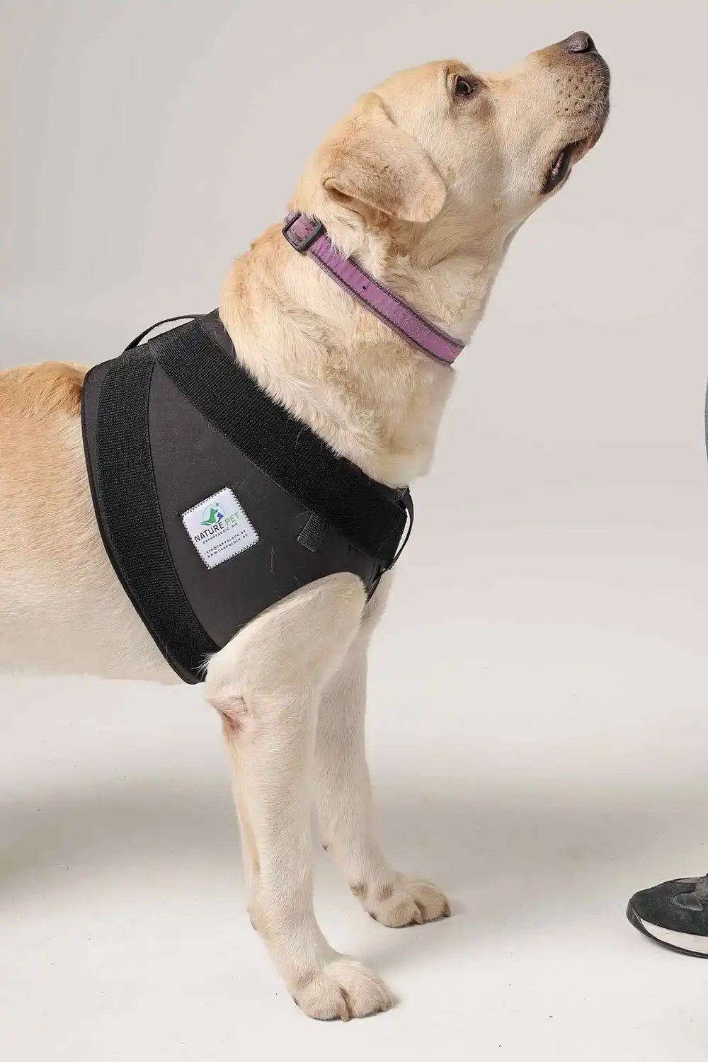 Schulter Abduktion Bandage für Hunde