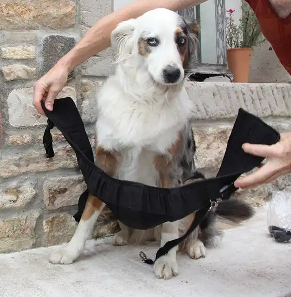 hunde trainingsgeschirr