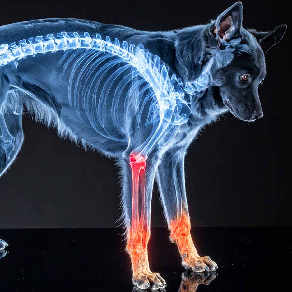 Hund mit entzündeten Gelenken am Vorderlauf