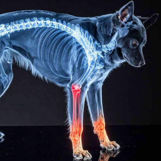 Hund mit entzündeten Gelenken am Vorderlauf