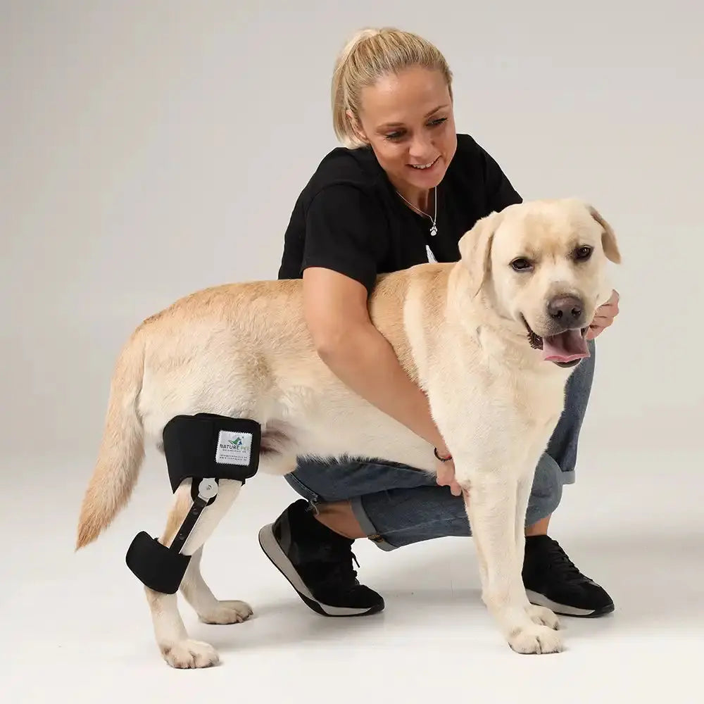 Labrador mit angelegter Knieorthese