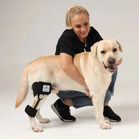 Labrador mit angelegter Knieorthese
