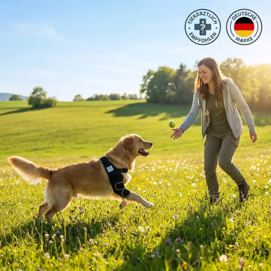 Hund mit angelegter Ellenbogenbandage von Nature Pet spielt mit dem frauchen auf der Wiese