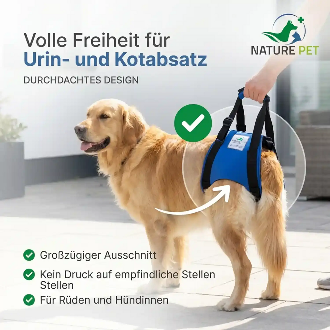 Golden Retriever mit angelegter hinterer Tragehilfe