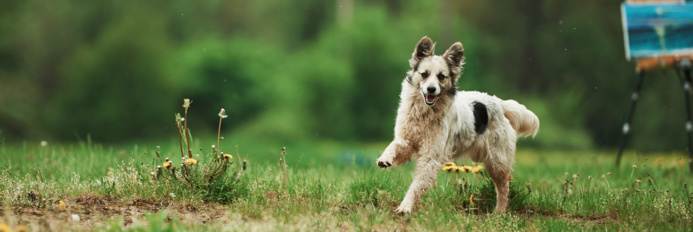 Hund rennt auf einer Wiese