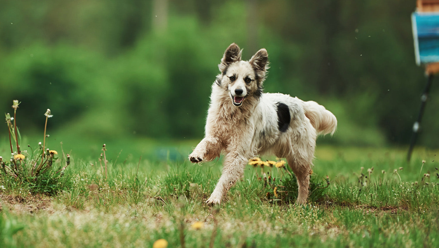 Hund rennt auf einer Wiese