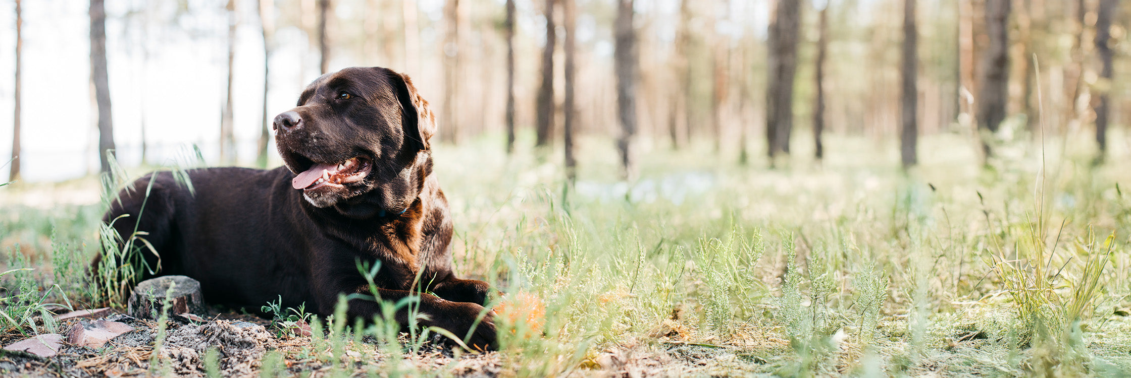 Hund liegt auf Boden