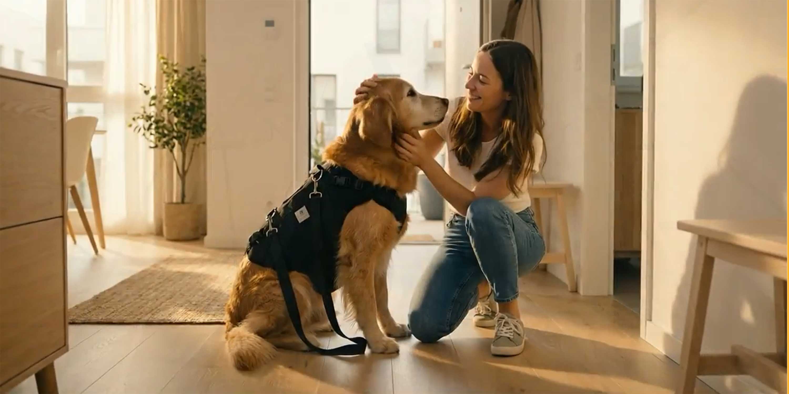 Ganzkoerpertragehilfe Hund