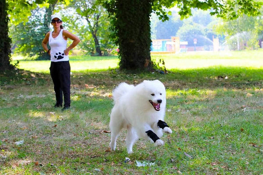 Sport Bandage für Hunde