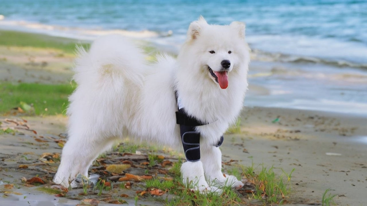 Video laden: 